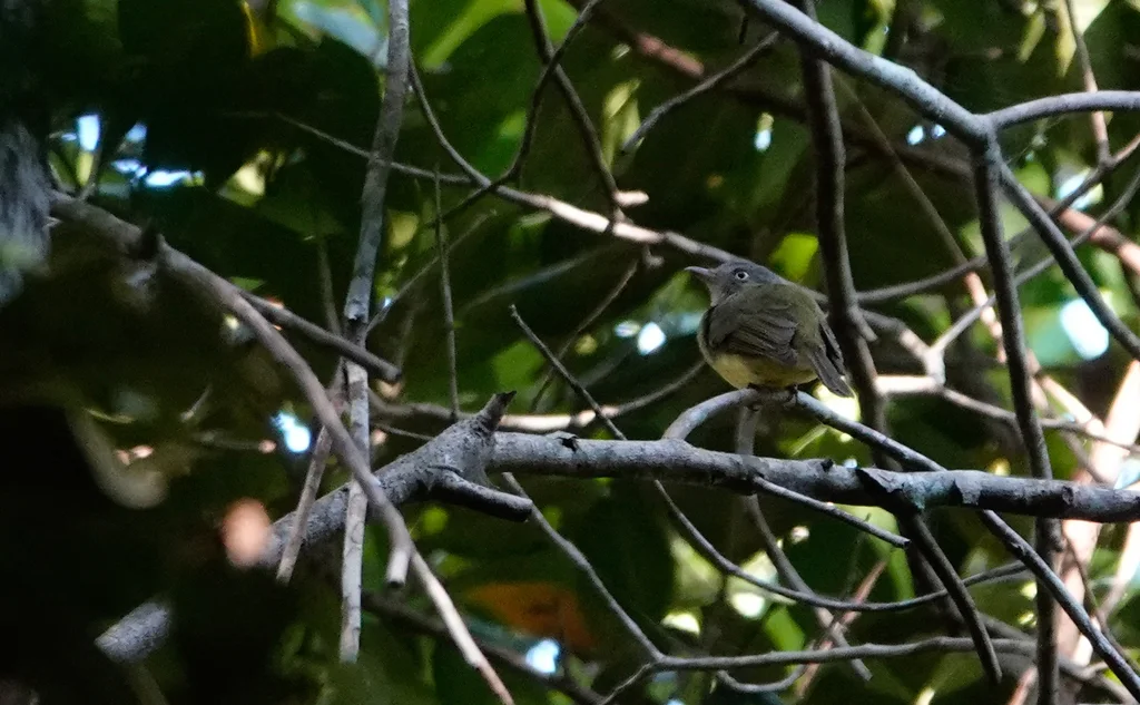 黄冠霸娇鹟(Neopelma chrysocephalum)
