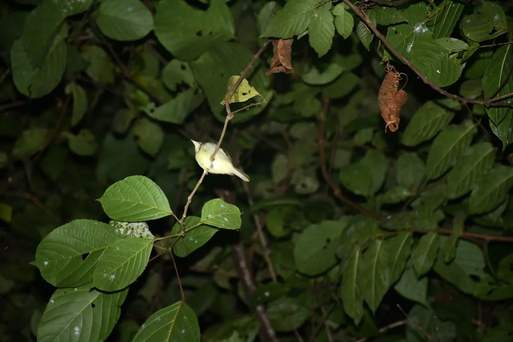 黄腹霸娇鹟(Neopelma sulphureiventer)