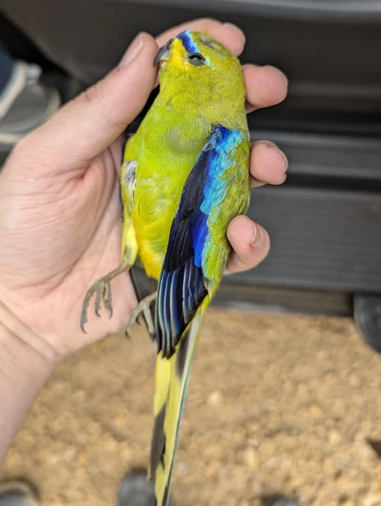 蓝眉鹦鹉(Neophema elegans)