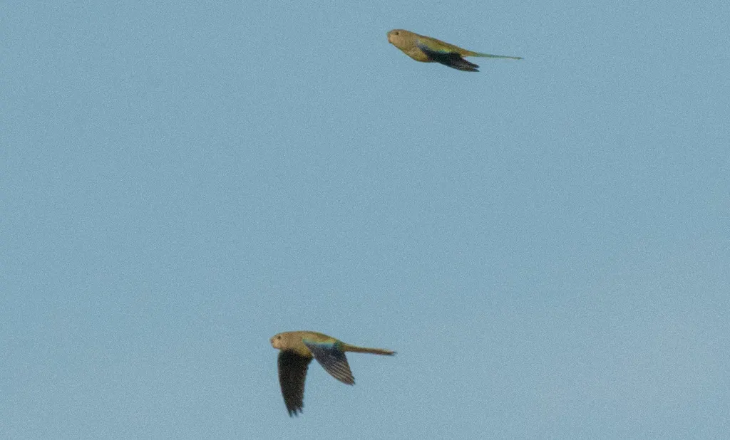 蓝眉鹦鹉(Neophema elegans)