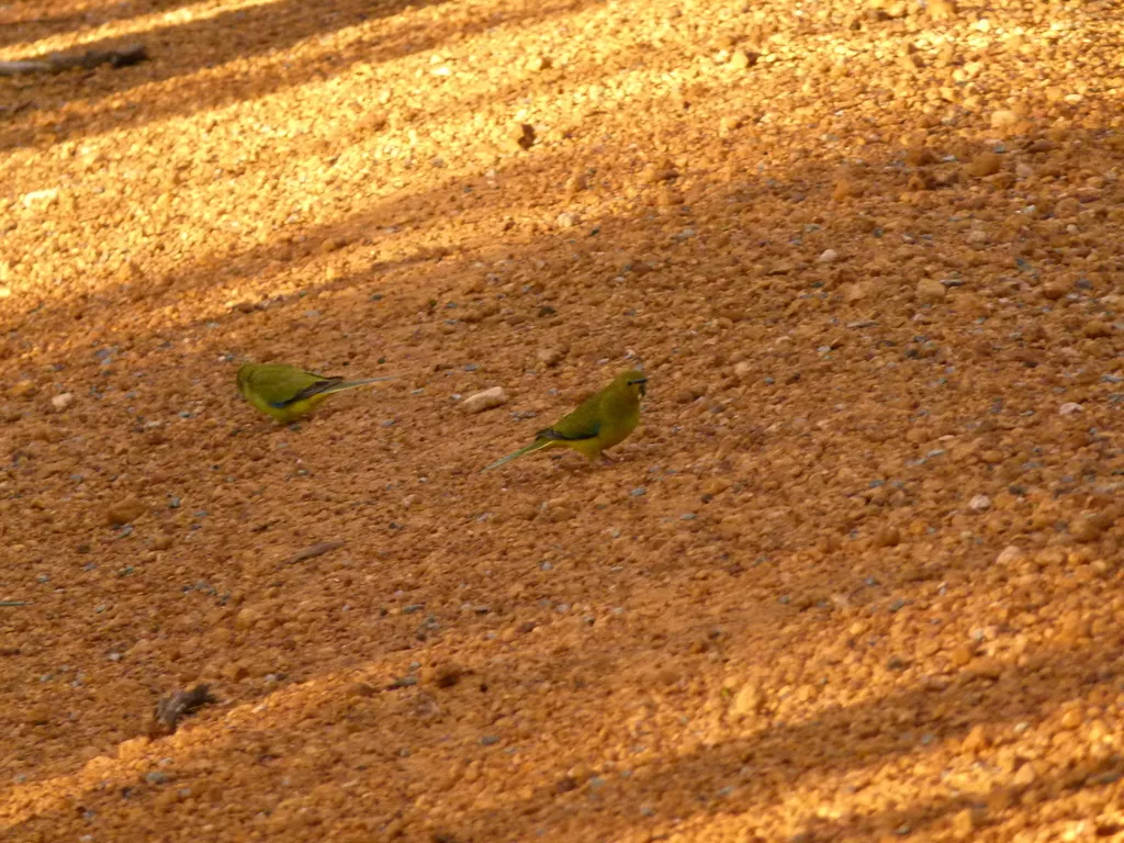 蓝眉鹦鹉(Neophema elegans)
