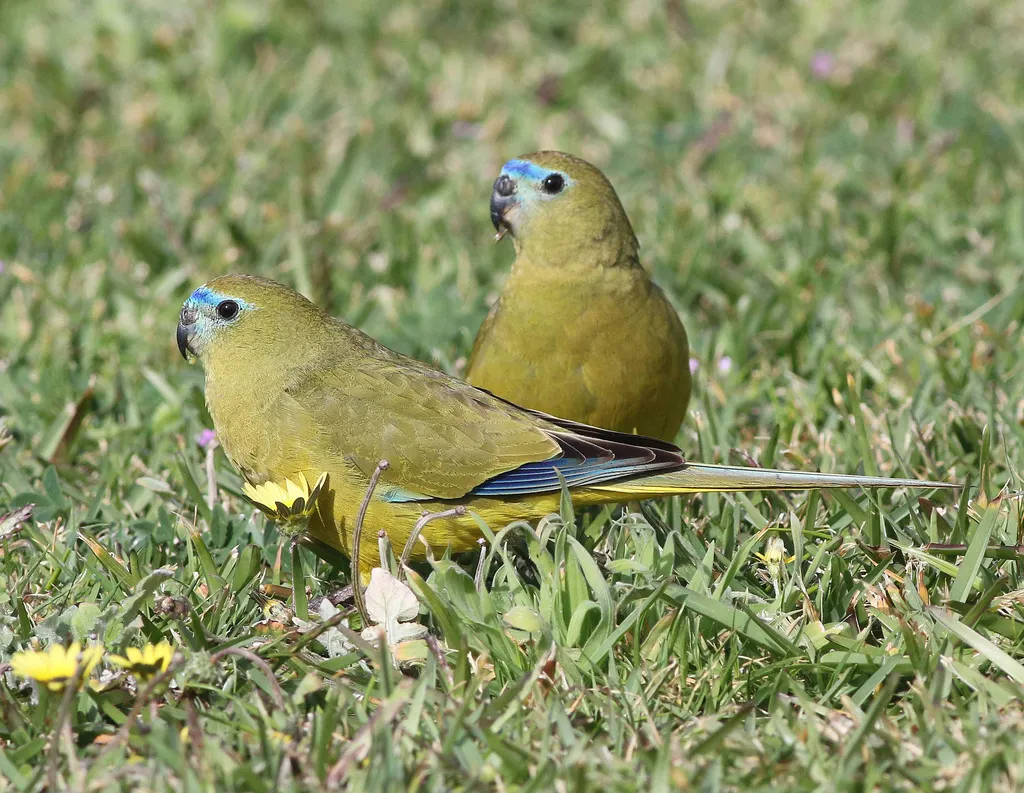 岩鹦鹉（Neophema petrophila）