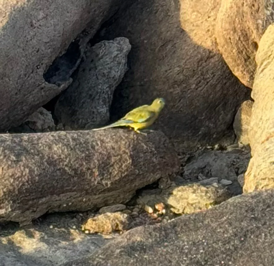 岩鹦鹉（Neophema petrophila）
