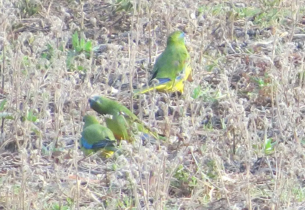 绿宝石鹦鹉(Neophema pulchella)