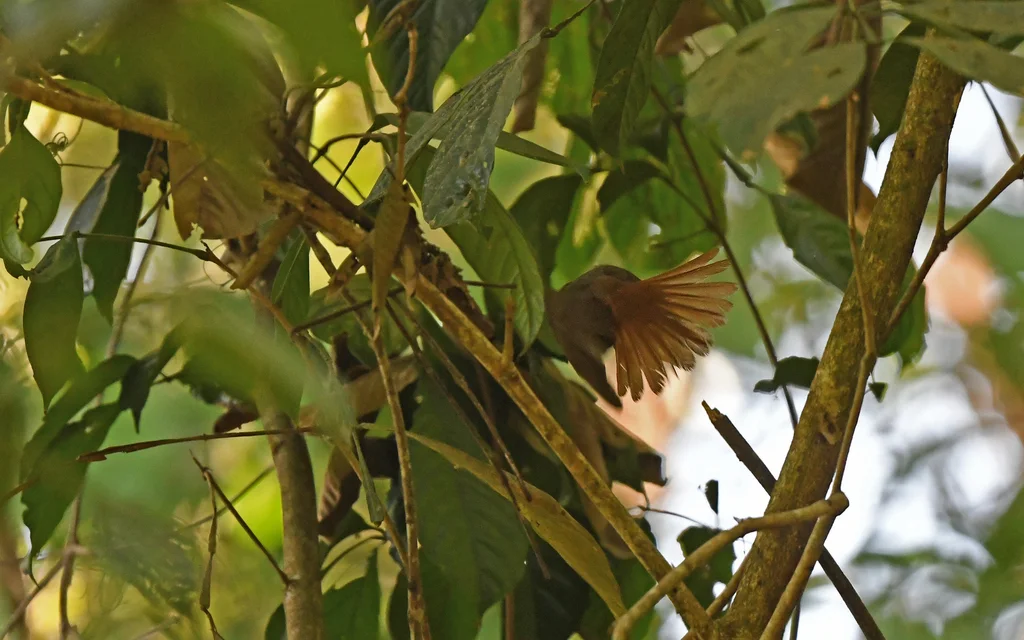 棕腰拾叶雀(Neophilydor erythrocercum)