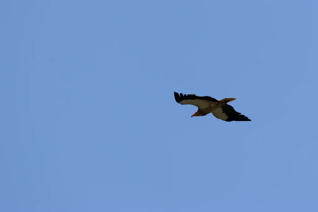 白兀鹫(Neophron percnopterus)