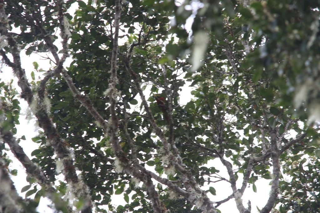 马氏鹦鹉(Neopsittacus musschenbroekii)