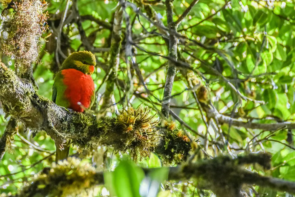 翠绿鹦鹉(Neopsittacus pullicauda)