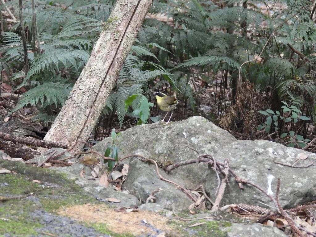 黄喉丝刺莺（Neosericornis citreogularis）