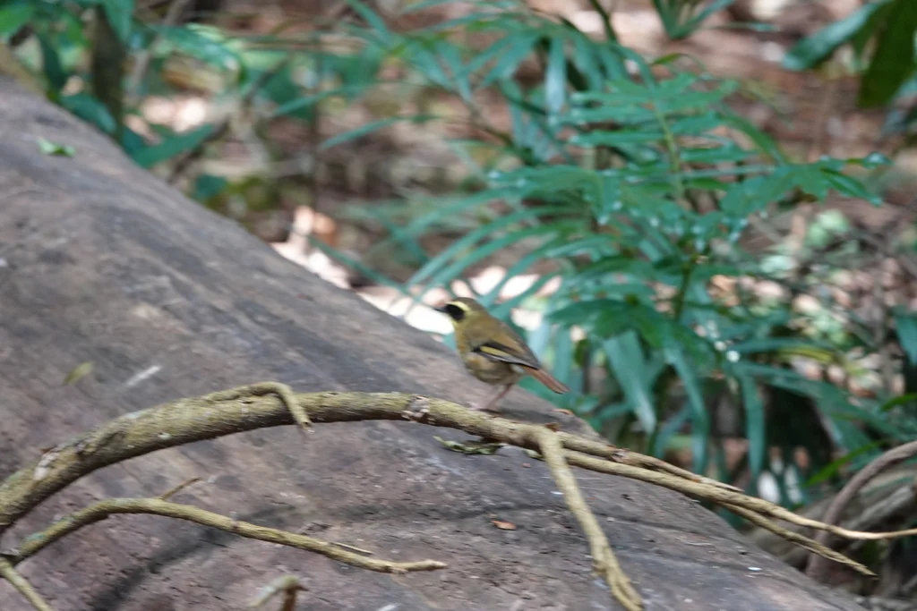 黄喉丝刺莺（Neosericornis citreogularis）