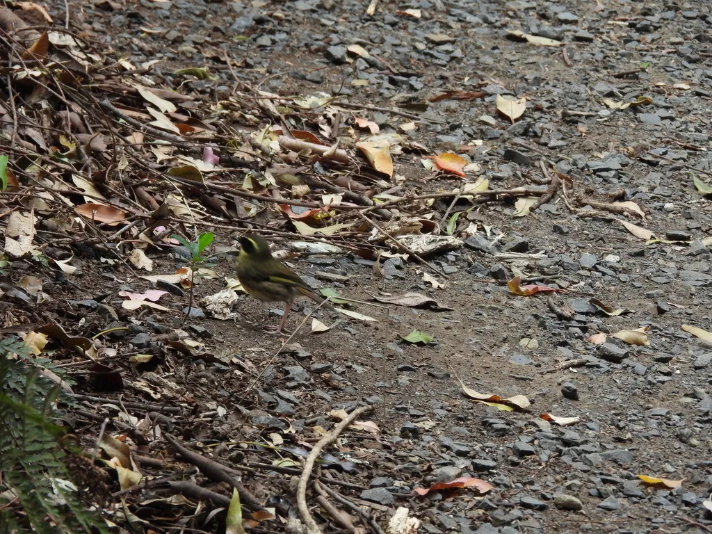 黄喉丝刺莺（Neosericornis citreogularis）