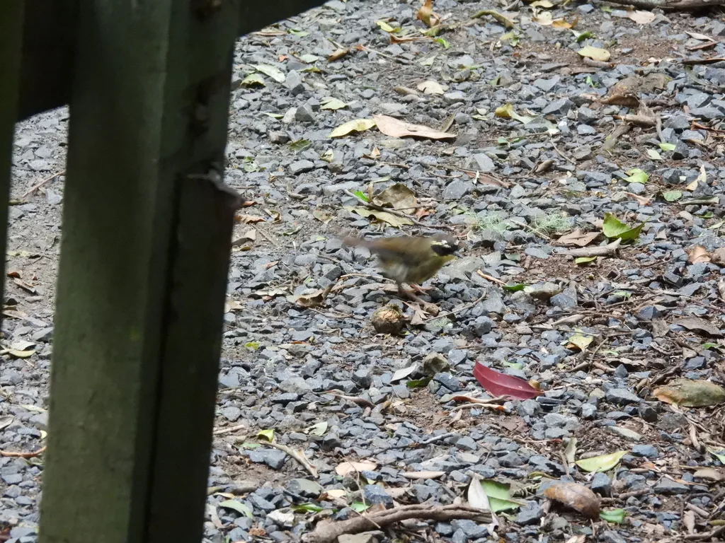 黄喉丝刺莺（Neosericornis citreogularis）