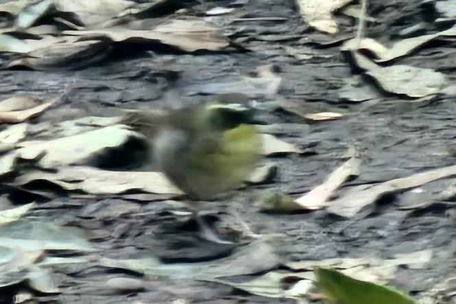 黄喉丝刺莺（Neosericornis citreogularis）