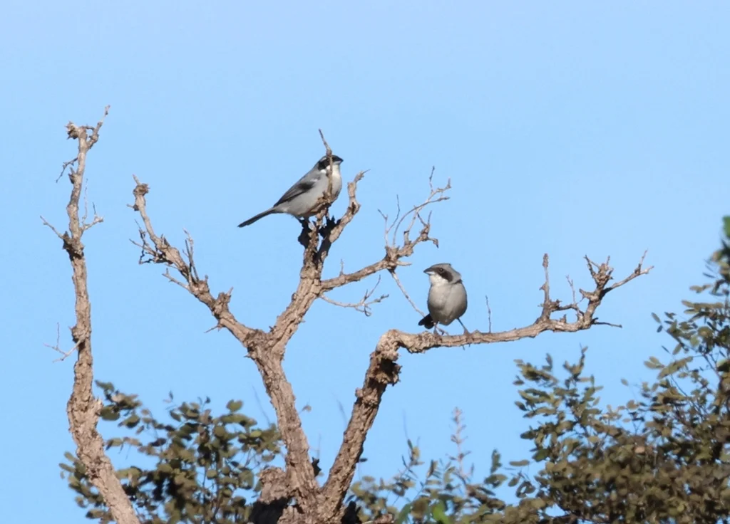 白斑唐纳雀（Neothraupis fasciata）