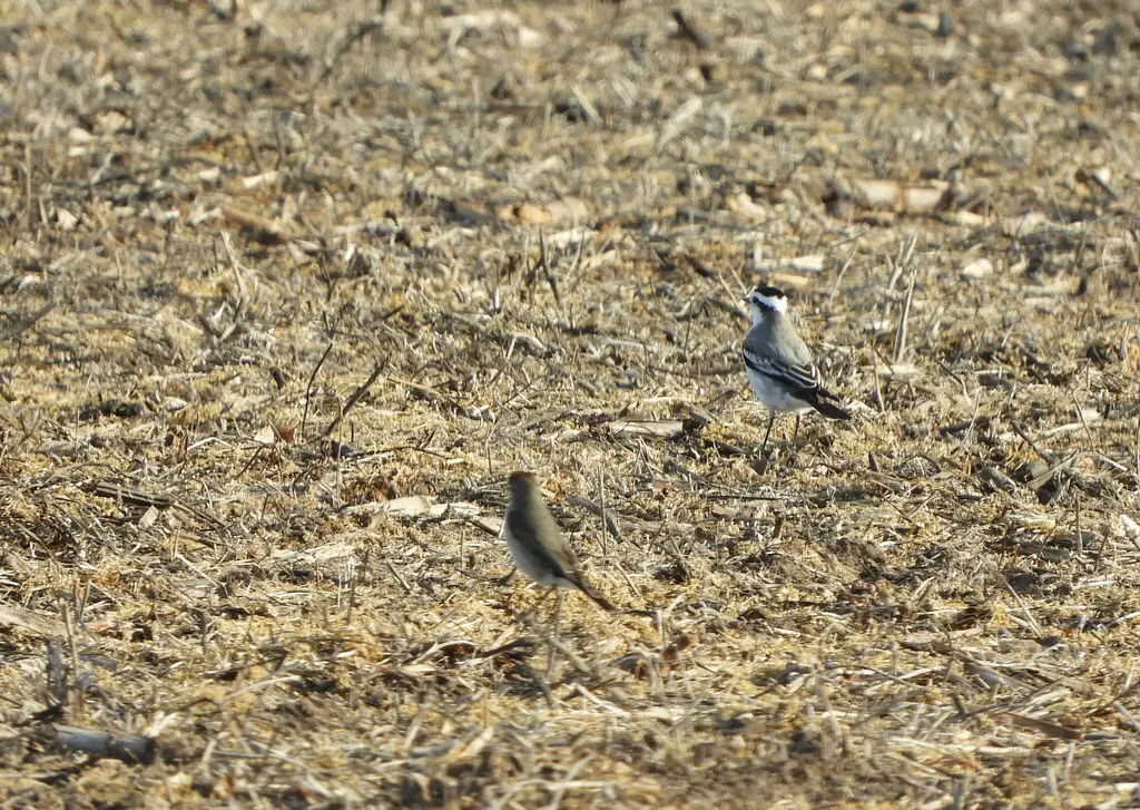 黑顶蒙霸鹟(Neoxolmis coronatus)
