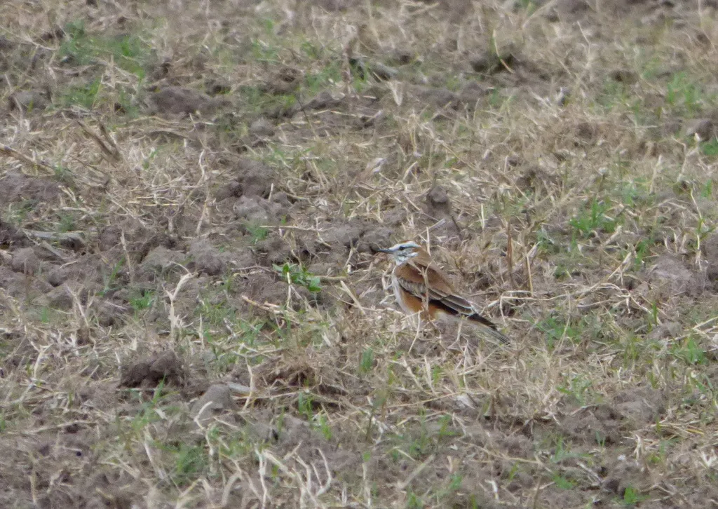锈背蒙霸鹟（Neoxolmis rubetra）
