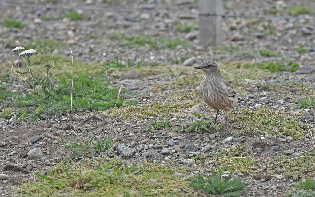 赭肛霸鹟(Neoxolmis rufiventris)