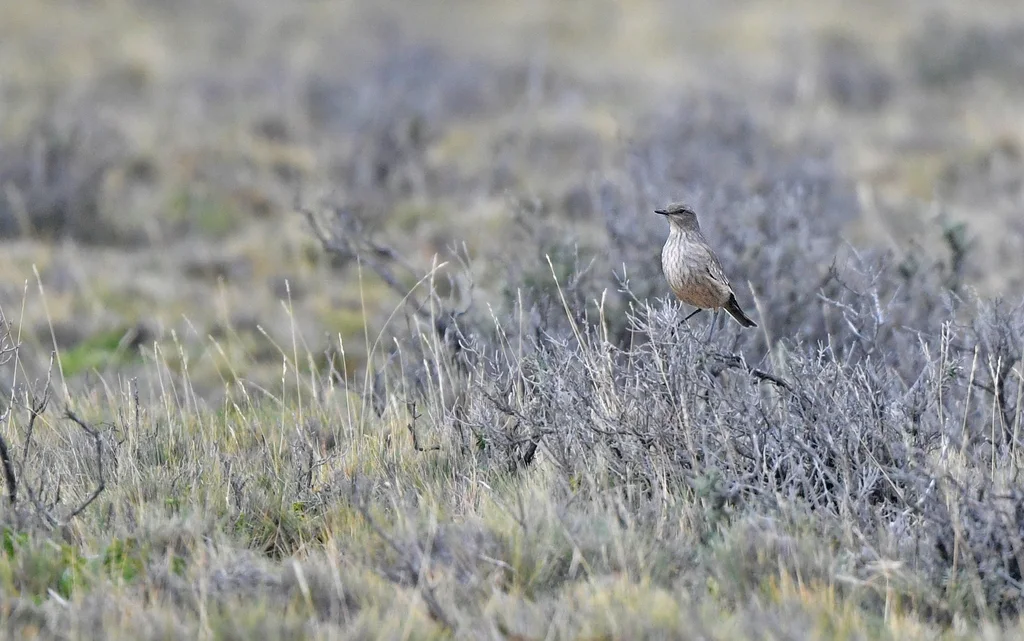 赭肛霸鹟(Neoxolmis rufiventris)