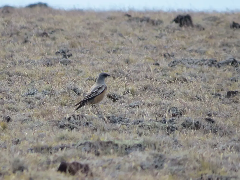 赭肛霸鹟(Neoxolmis rufiventris)