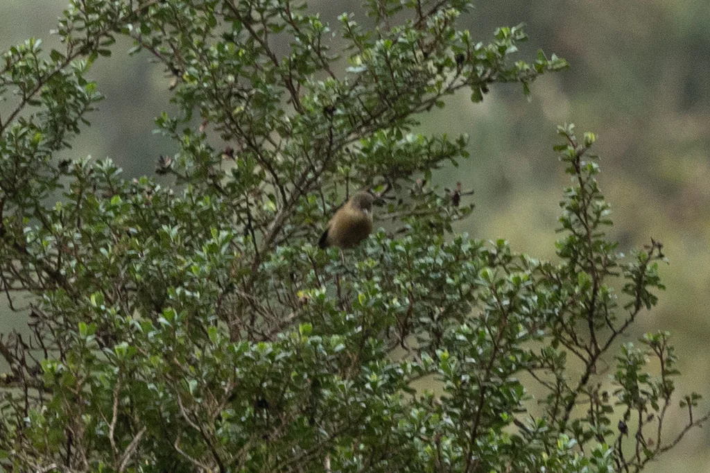 秘鲁森雀(Nephelornis oneilli)