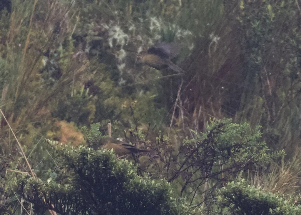 秘鲁森雀(Nephelornis oneilli)