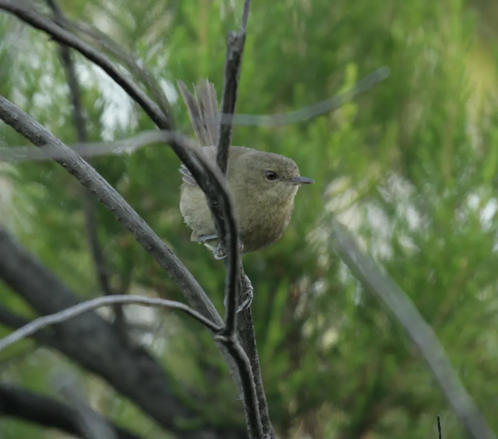 戈岛薮莺(Nesillas brevicaudata)