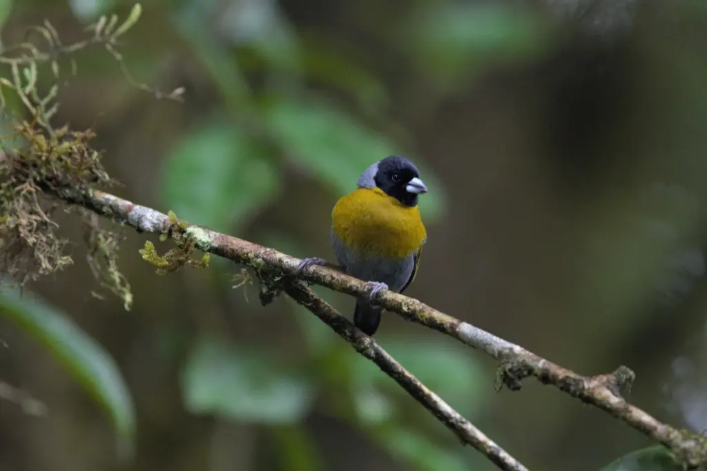 小绿背织雀(Nesocharis shelleyi)