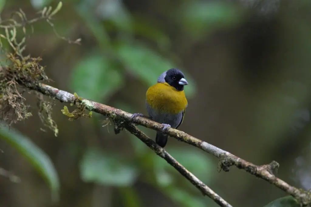 小绿背织雀(Nesocharis shelleyi)