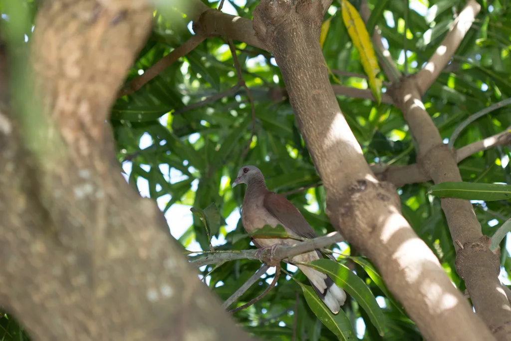 马岛斑鸠(Nesoenas picturatus)