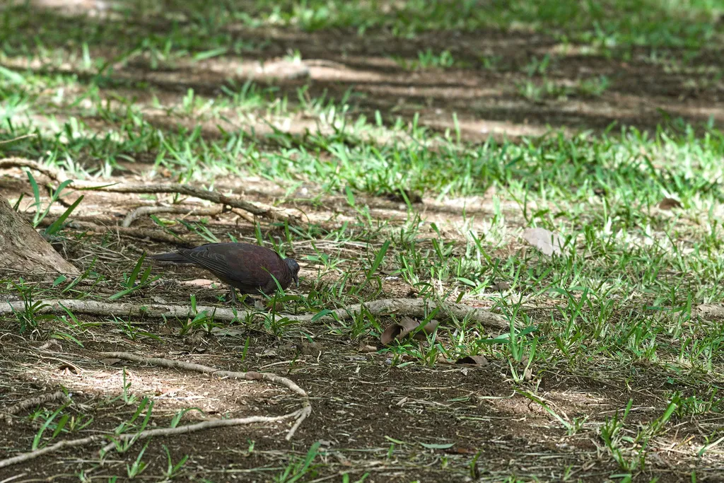 马岛斑鸠(Nesoenas picturatus)