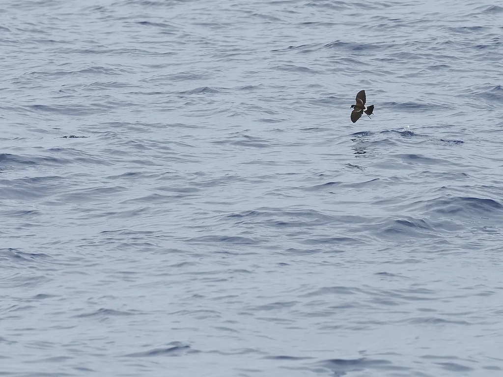 白喉海燕(Nesofregetta fuliginosa)