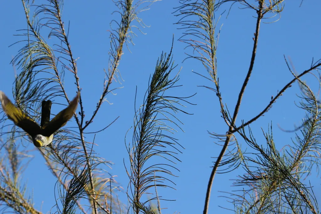 黄喉吸蜜鸟(Nesoptilotis flavicollis)