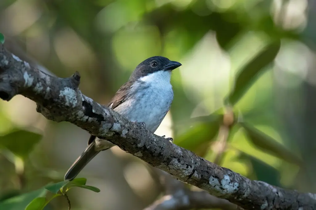 暗唐纳雀(Nesospingus speculiferus)