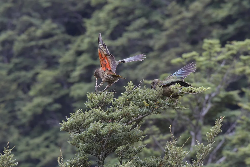 啄羊鹦鹉(Nestor notabilis)