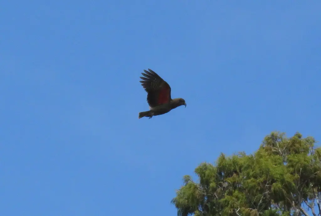 啄羊鹦鹉(Nestor notabilis)