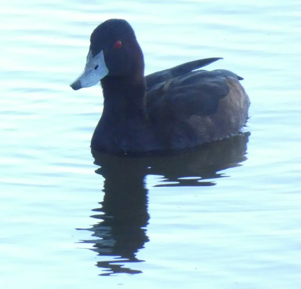灰嘴潜鸭(Netta erythrophthalma)