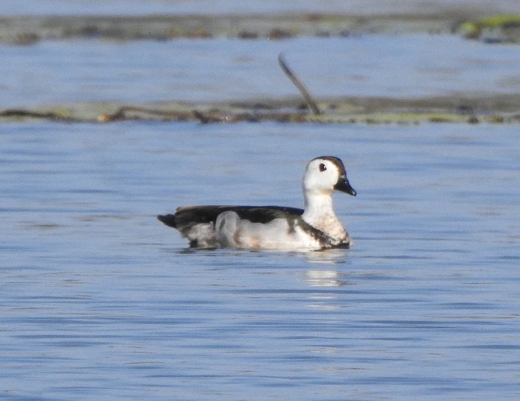 棉凫(Nettapus coromandelianus)