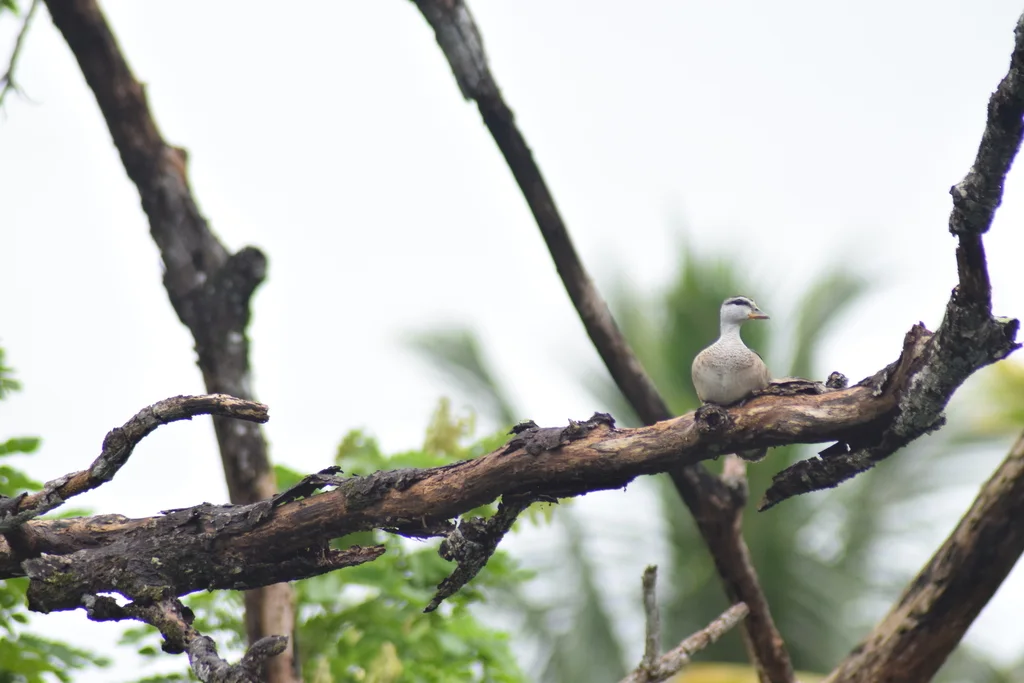 棉凫(Nettapus coromandelianus)