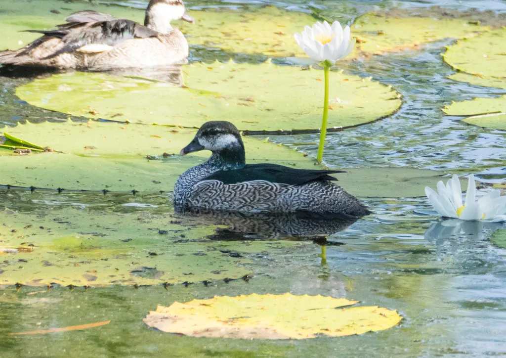 绿棉凫(Nettapus pulchellus)