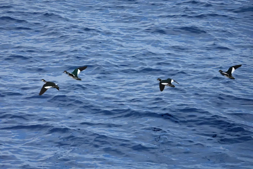 绿棉凫(Nettapus pulchellus)