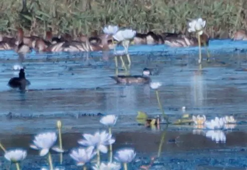 绿棉凫(Nettapus pulchellus)