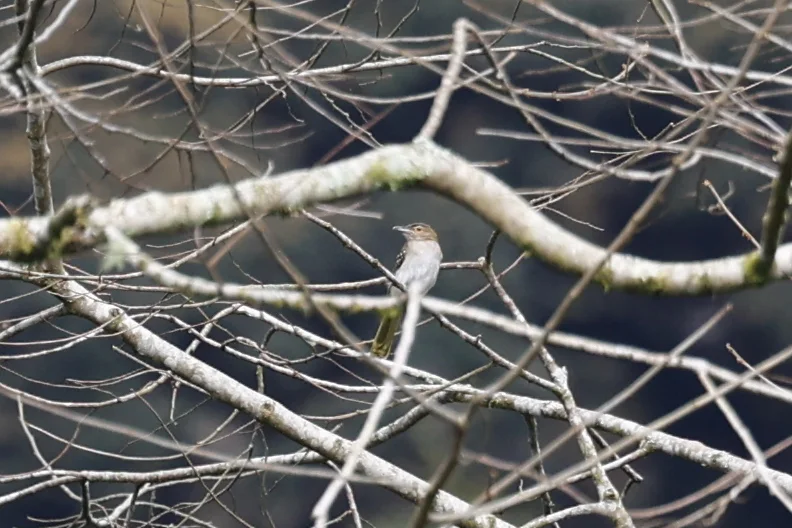 东非斗鹎(Nicator gularis)