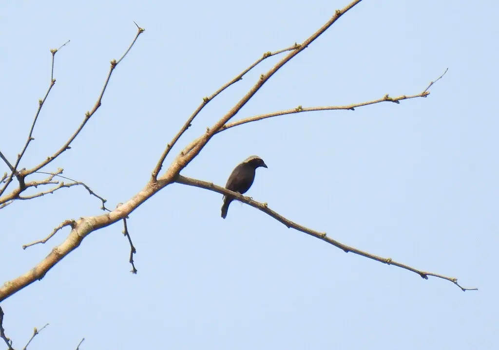 灰冠黑雀(Nigrita canicapillus)