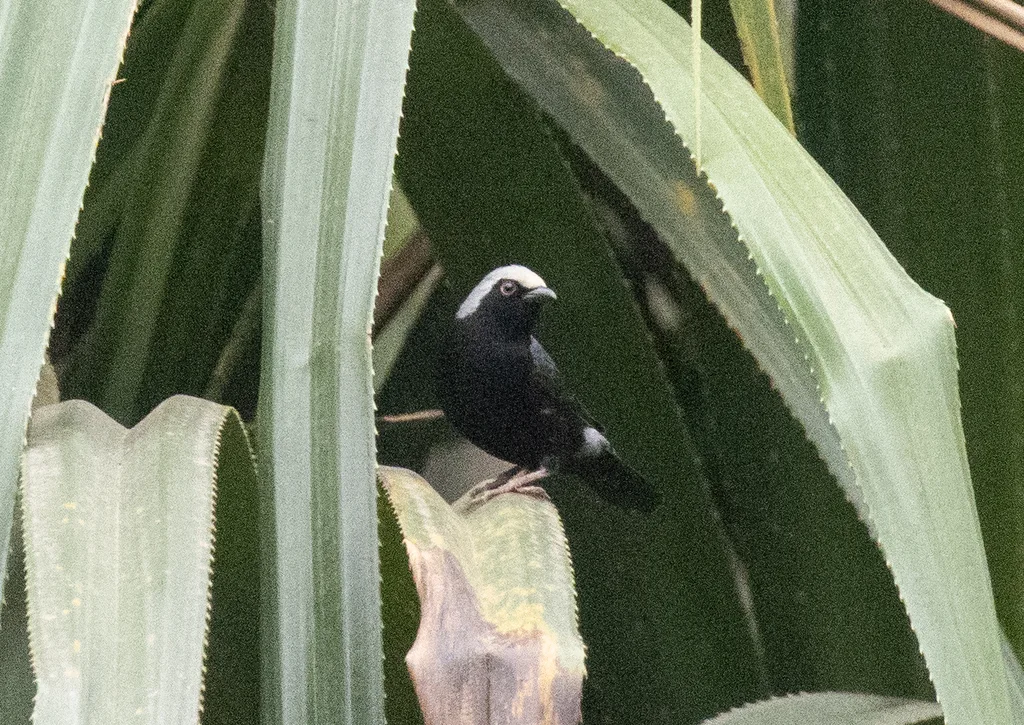淡额黑雀(Nigrita luteifrons)