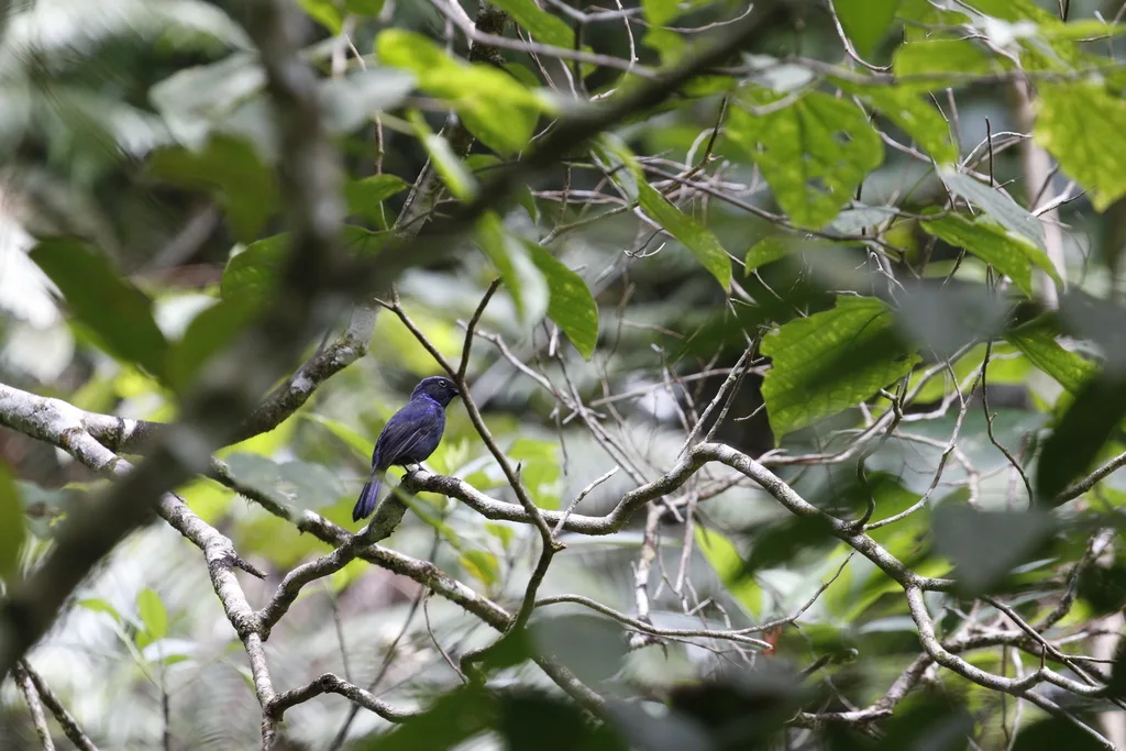 大仙鹟(Niltava grandis)
