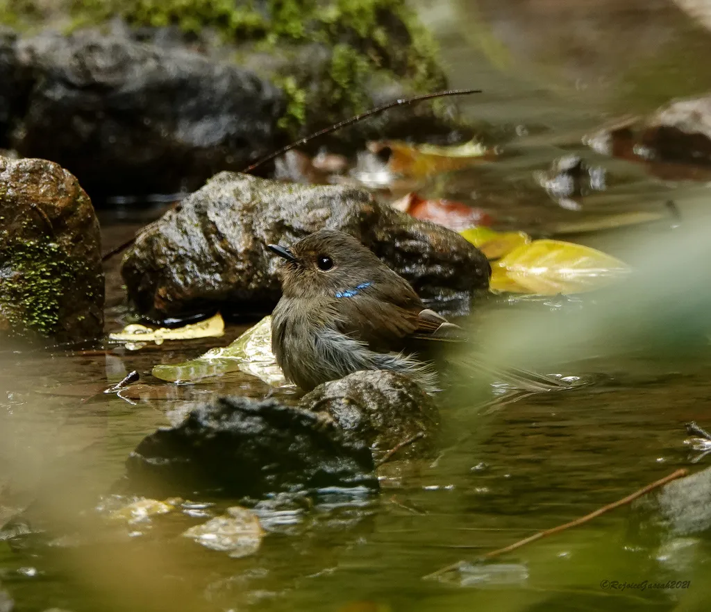 小仙鹟(Niltava macgrigoriae)