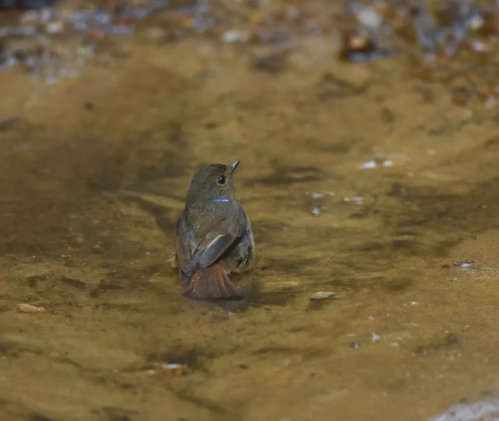 小仙鹟(Niltava macgrigoriae)