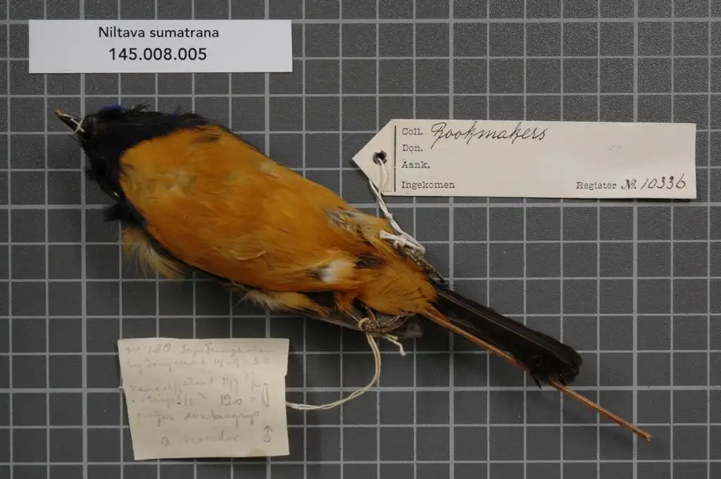 苏门答腊仙鹟(Niltava sumatrana)