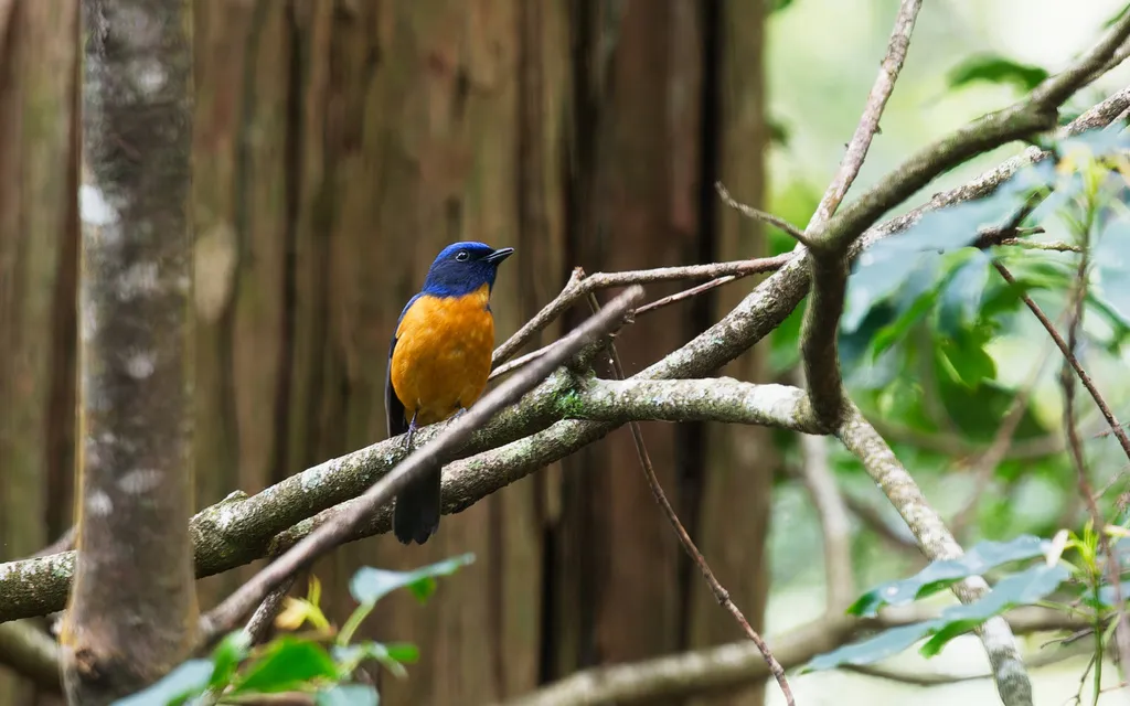 台湾蓝仙鹟(Niltava vivida)