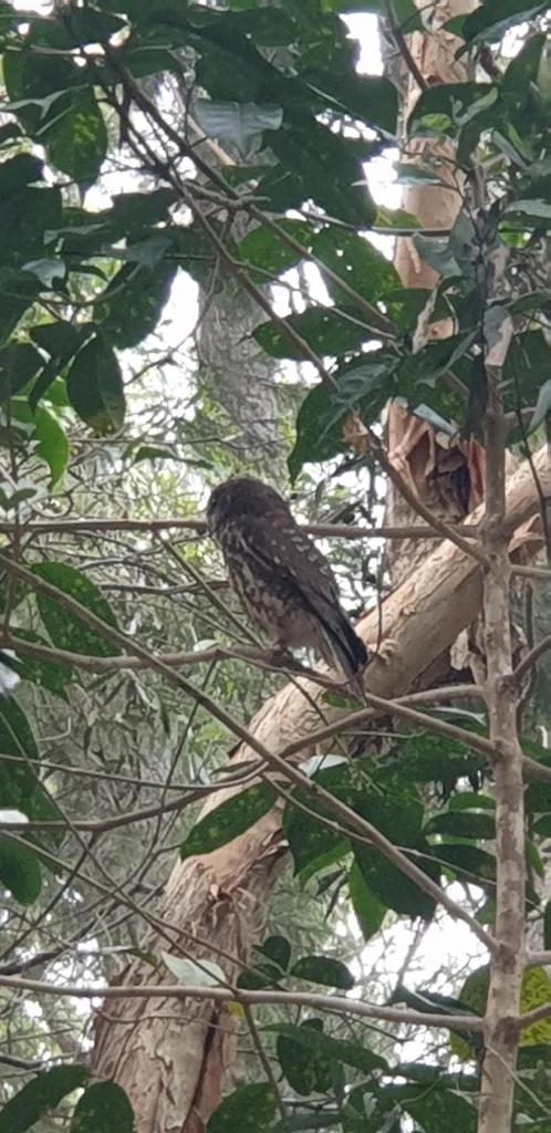 南鹰鸮(Ninox boobook)